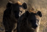 Hyena Pair